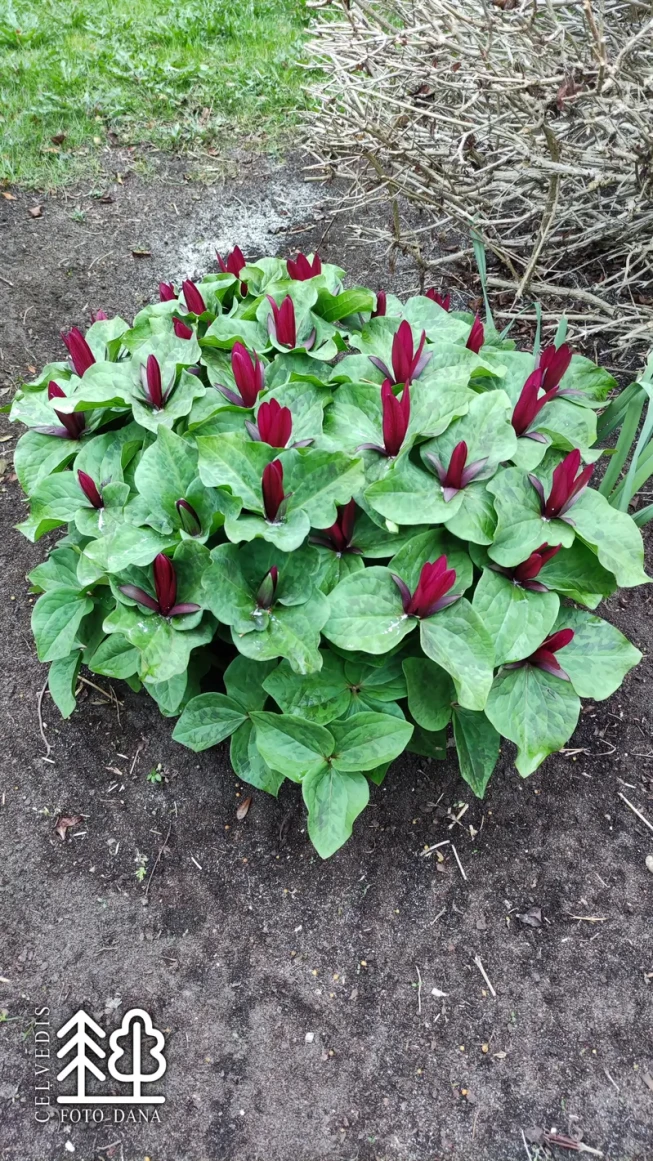 Trillium kurabayashii